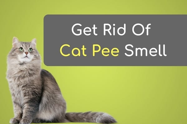 Get Rid of Cat Pee Smell