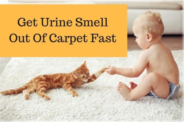 Get urine smell out of carpet fast