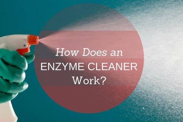 enzymatic cleaner