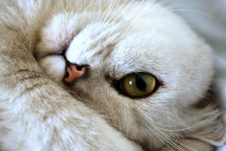 pet cat
